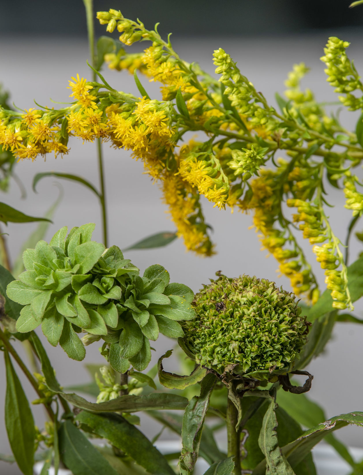Goldenrod and green galls